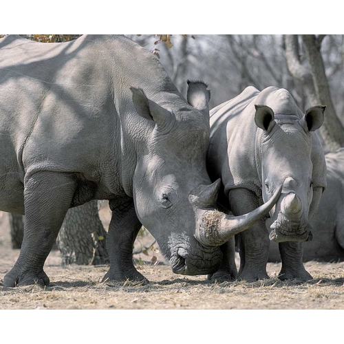 Africa, Namibia White rhino mother and calf